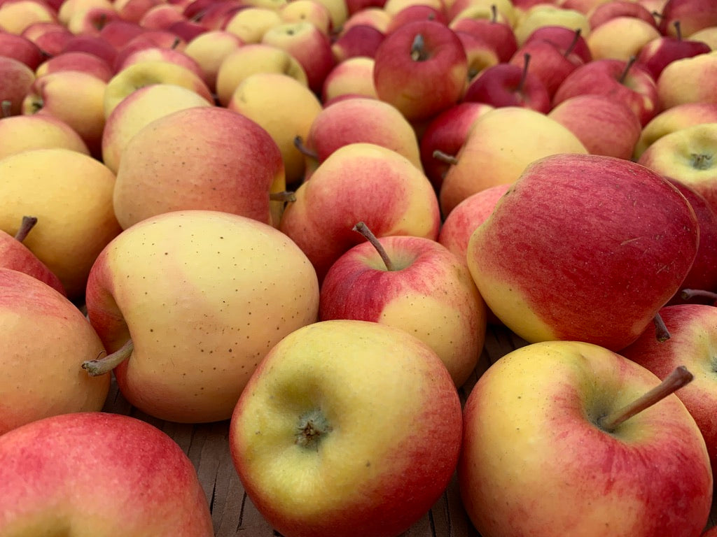 Ambrosia Apples 10 lbs