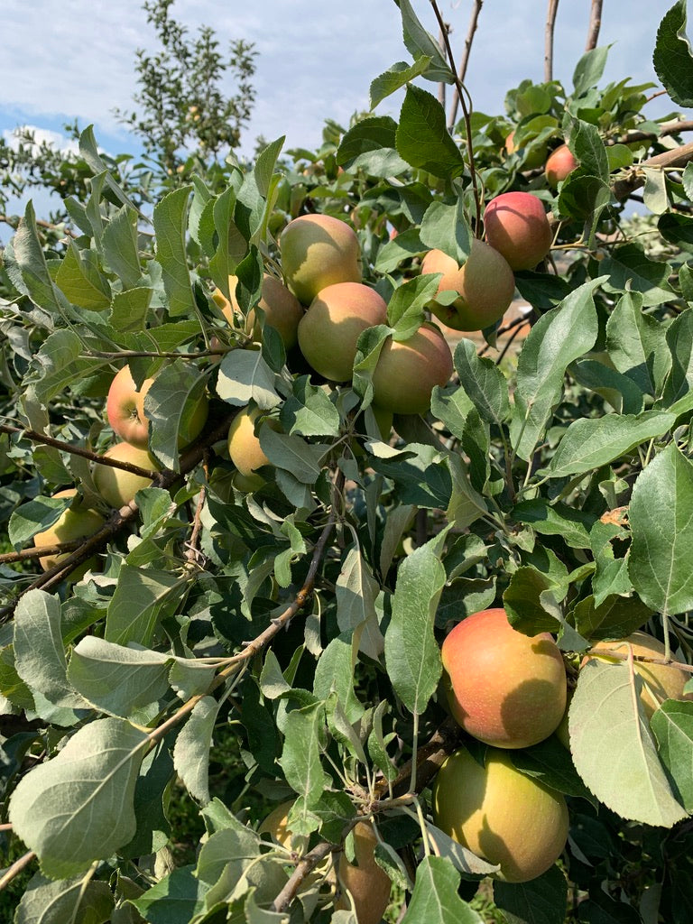 Organic Honey Crisp Apples 20 lbs