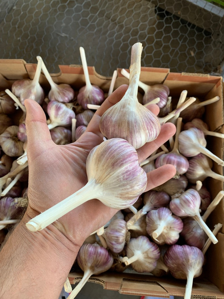 Garlic 1 lb