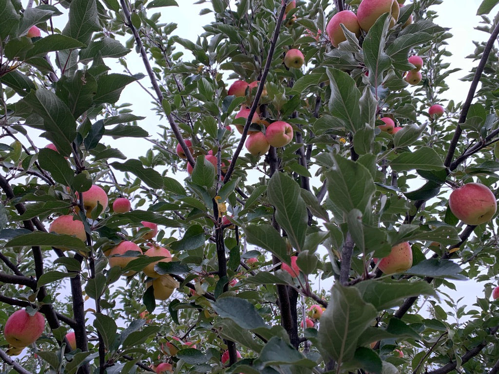 Ambrosia Apples 10 lbs