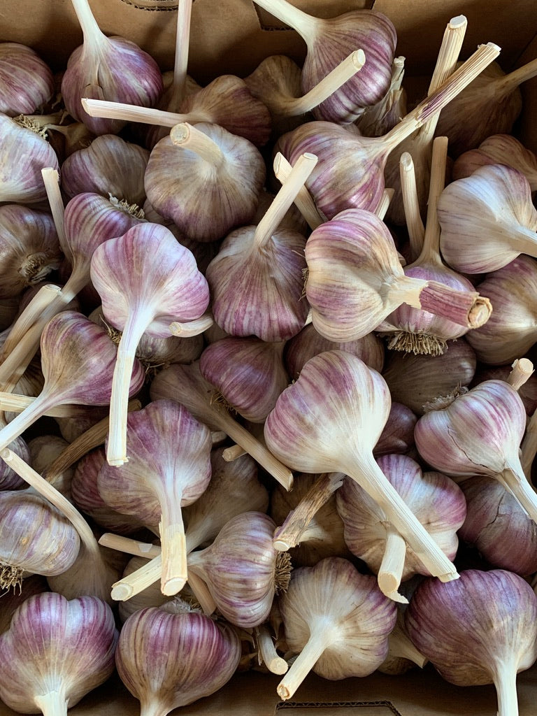 Garlic 1 lb