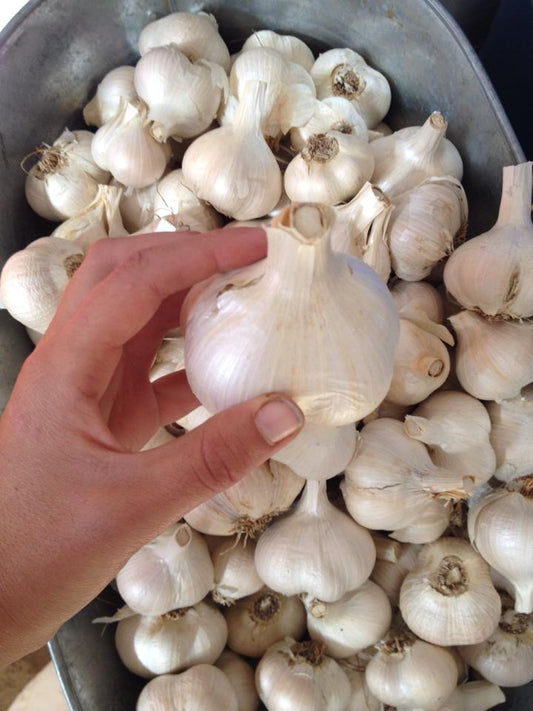 Elephant Garlic 2 lbs