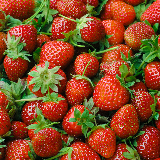 Strawberries 1 lb